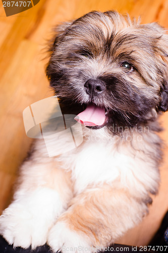 Image of Tibetan Lhasa Apso Small Canine Dog Breed Furry Animal Creature