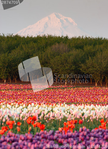 Image of Mount Hood Fruit Orchard Tulip Field Flower Grower Farm