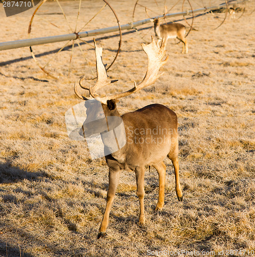 Image of Beautiful Engaged Wildlife Young Male Buck Elk Antlers Horns