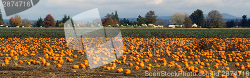 Image of Panoramic Scene Farm Field Pumpkin Patch Vegetables Ripe Harvest