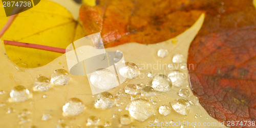Image of Clear Dew Water Precipitation Droplets Drops Laying Autumn Leave