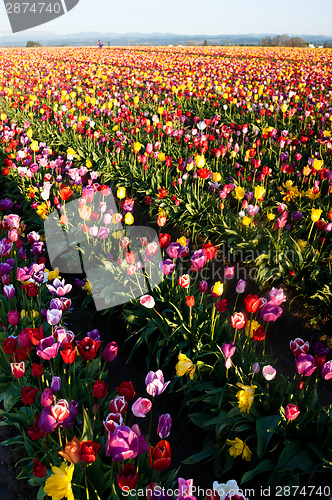 Image of Neat Rows of Tulips Colorful Flowers Farmer's Bulb Farm