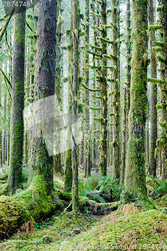 Image of Cedar Trees Deep Forest Green Moss Covered Growth Hoh Rainforest