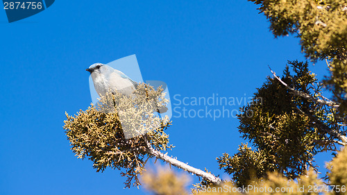 Image of Scrub Jay Blue Bird Great Basin Region Animal Wildlife