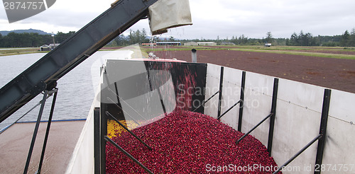 Image of Cranberry Harvest