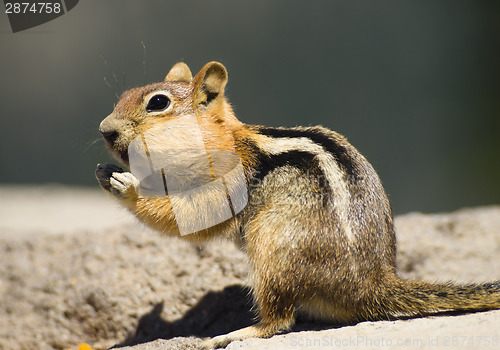 Image of Wild Animal Chipmunk Stands Eating Filling up For Winter Hiberna