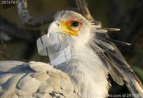 Image of Secretary Bird Looks Back Animal Bird Wildlfie