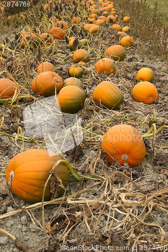 Image of Farm Scene Halloween Vegetable Growing Autumn Pumpkins Harvest R