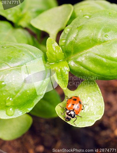 Image of New Start PLant Sweet Basil Herb Leaf Ladybug Insect