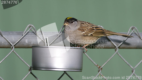 Image of Yellow Crowned Sparrow in Home Made Backyard Wild Bird Feeder