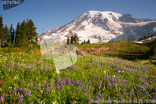 Image of Cascade Range Rainier National Park Mountain Paradise Meadow Wil