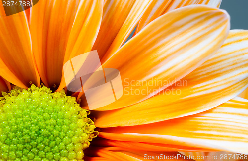 Image of Dyed Daisy Flower White Orange Petals Green Carpels Close up