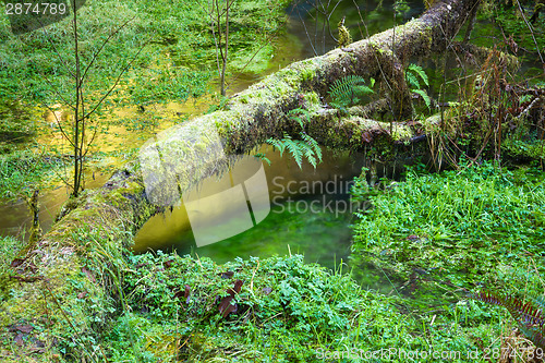 Image of Hoh Rainforest Marsh Growth Ground Waterflow Green Water Reflect