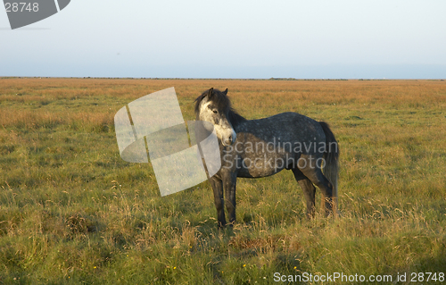 Image of Icelandic horse