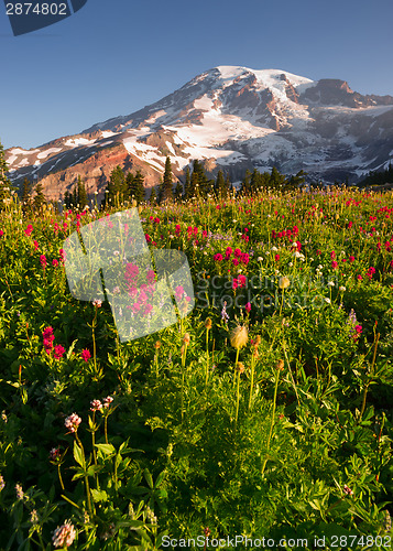 Image of Cascade Range Rainier National Park Mountain Paradise Meadow Wil