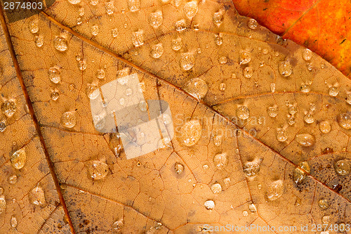 Image of Orange Yellow Fallen Leaves Wet Dew Water Droplets Autumn