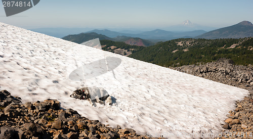 Image of Large Breed Dog Laying Snowfield High Mountain Oregon Cascade Tr