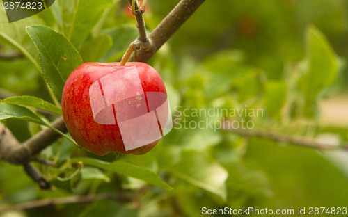 Image of Horizontal Composition Red Apples Growing Eastern Washington Fru
