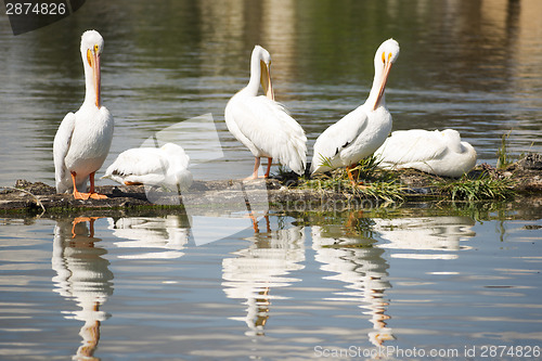 Image of Pelican Group Birds Water Fowl Wildlife Standing Lake Klamath Or