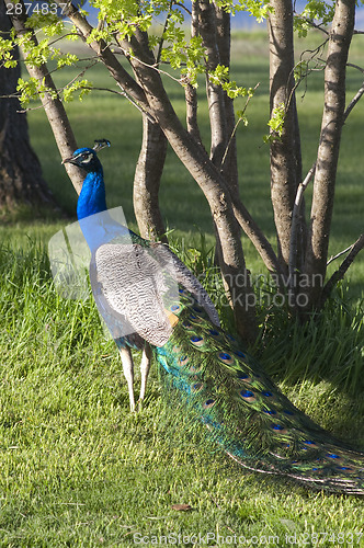 Image of Male Bird Peacock Colorful Bird Animal Wildlife Vertical Composi