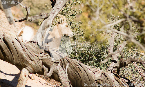 Image of Wild Animal Alpine Mountain Goat Sentry Protecting Band Flank Fo