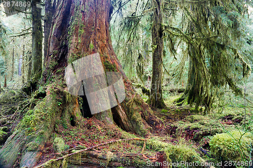 Image of Giant Red Cedar Tree Stump Moss Covered Growth Hoh Rainforest