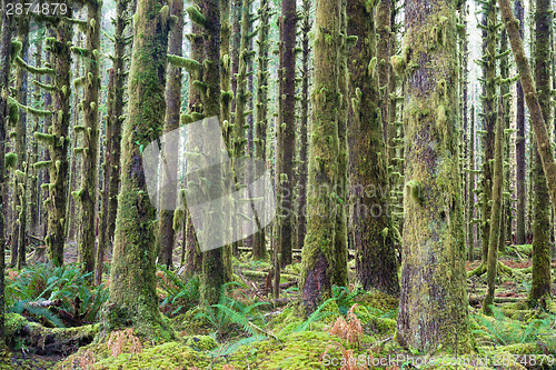 Image of Cedar Trees Deep Forest Green Moss Covered Growth Hoh Rainforest