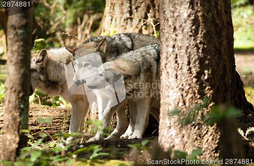 Image of Wild Animal Wolf Pack Standing Playing North American Wildlife