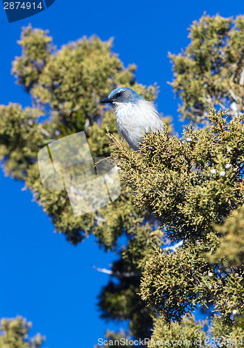 Image of Scrub Jay Blue Bird Great Basin Region Animal Wildlife