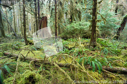 Image of Cedar Trees Deep Forest Green Moss Covered Growth Hoh Rainforest