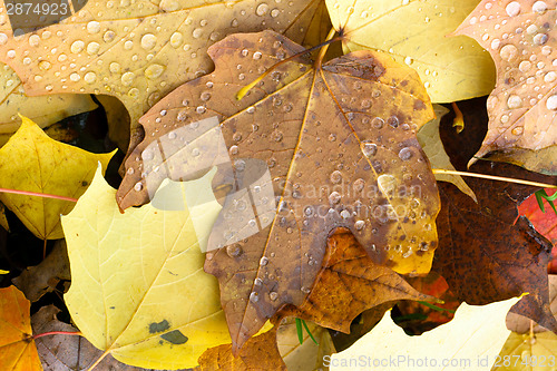 Image of Leaves Fallen Winter Nature Ground Autumn Season Change Dew Drop