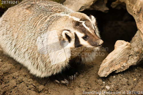 Image of North American Short Legged Badger Wild Animal Mustelidae Family