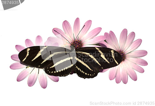 Image of Pink Daisies Zebra Longwing Butterfly Isolated White With Clippi