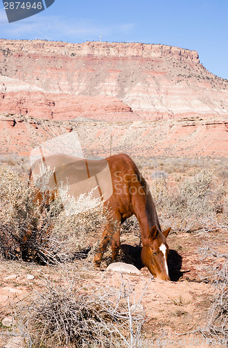 Image of Vertical Composition Scenic Desert Southwest Landscape Animal Li