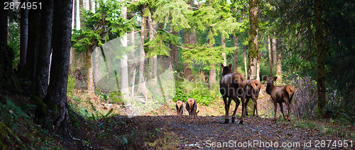 Image of Animal Elk Herd Walking Away Oregon Woods Northwest Forest Wildl