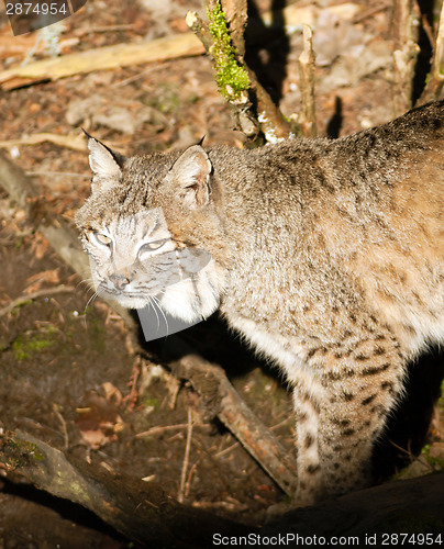 Image of Wild Animal Bobcat Walking Stalking Through Woods
