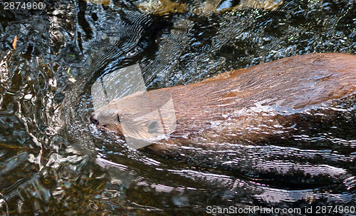 Image of North American Beaver Castor Canadensis Wild Animal Swimming Dam