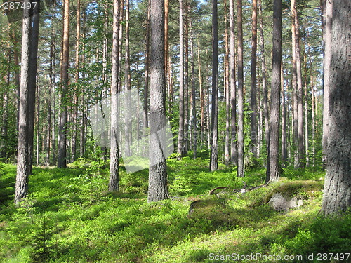 Image of Swedish pine forest