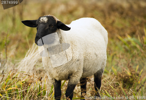 Image of Sheep Ranch Livestock Farm Animal Grazing Domestic Mammal