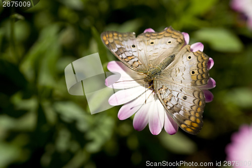 Image of White Peacock Butterfly