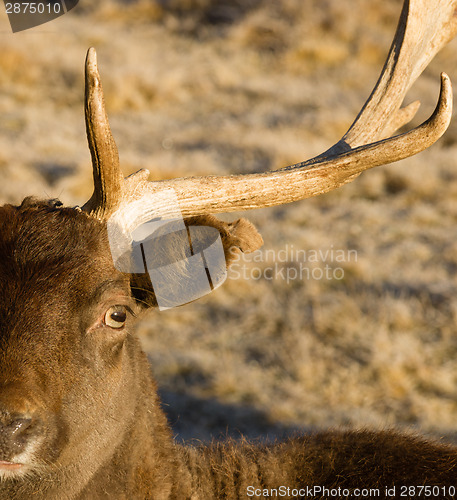 Image of Beautiful Engaged Wildlife Young Male Buck Elk Looking at Camera