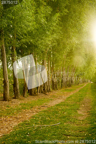 Image of Farm Field Path Leads into Distance Along Tree Row Sunlight