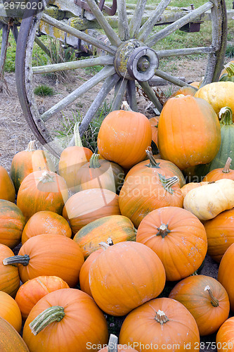 Image of Farm Scene Old Wagon Vegetable Pile Autumn Pumpkins October