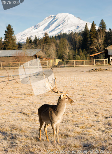 Image of Beautiful Engaged Wildlife Male Buck Elk Antlers Horns Mount Rai