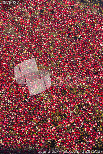 Image of Cranberries in the Bog