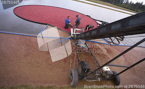 Image of Men Rake Cranberries into Conveyor During Farm Fruit Food Harves