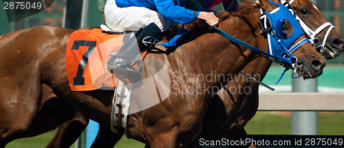 Image of Seven Horse Rider Jockey Come Across Race Line Photo Finish