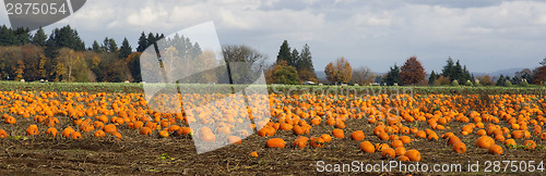 Image of Panoramic Scene Farm Field Pumpkin Patch Vegetables Ripe Harvest