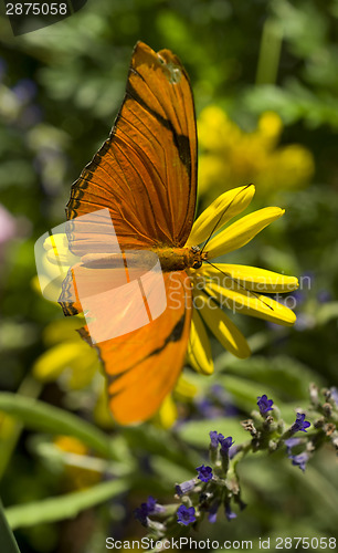 Image of Julia Butterfly