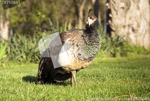 Image of Peafowl Female Peacock Flying Bird Grazing Feeding Wild Animal